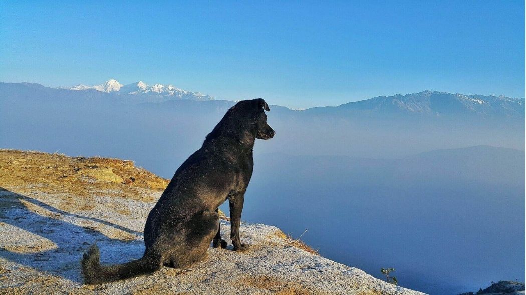 travel with dog