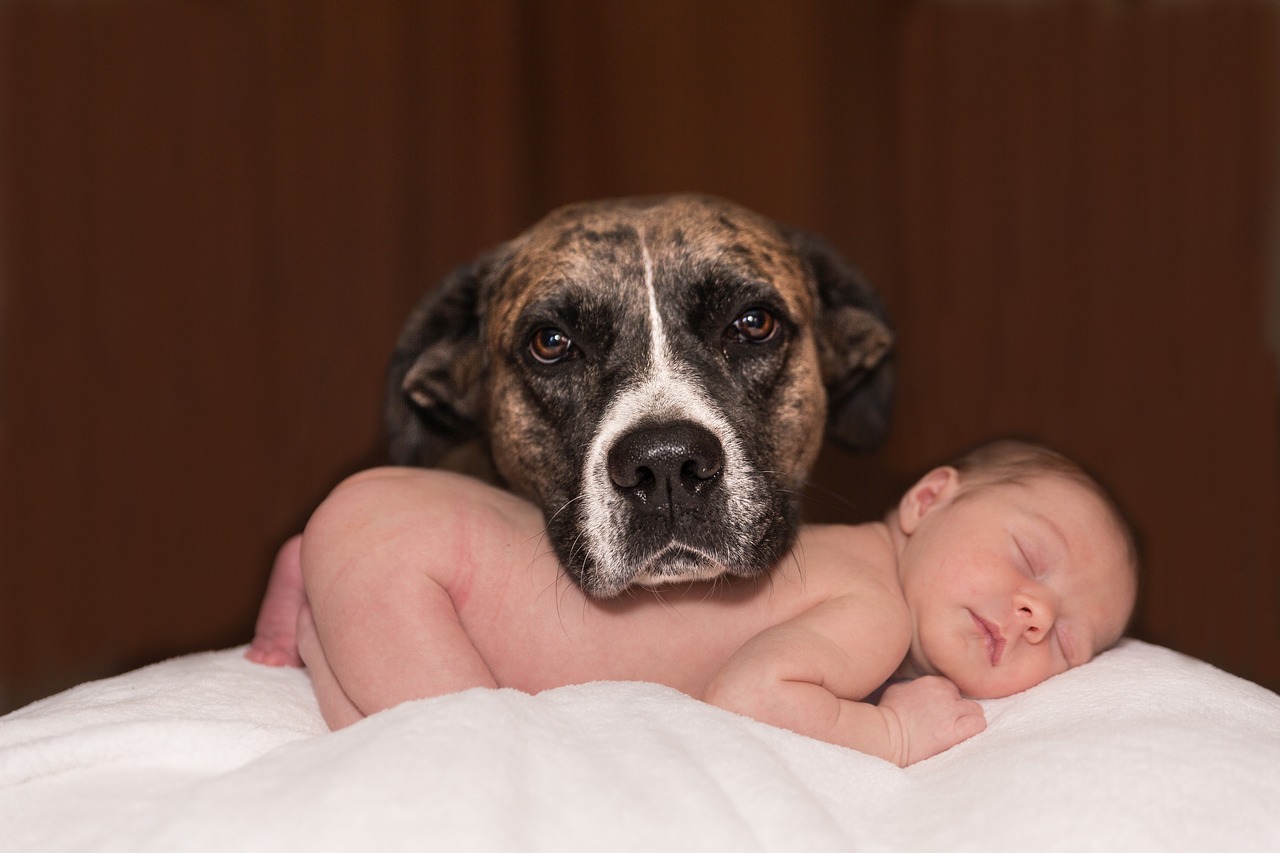 How To Introduce Dog to Baby